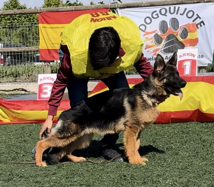 Cachorros Pastor Alemán vom Myrtea, Murcia