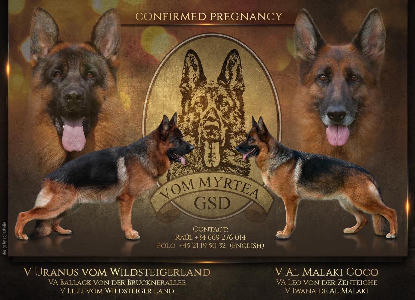 Cartel camada confirmada de cachorros Pastor Alemán vom Myrtea en Murcia: V Uranus vom Wildsteigerland x V Al Malaki Coco